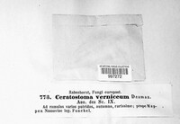 Melanospora caprina image